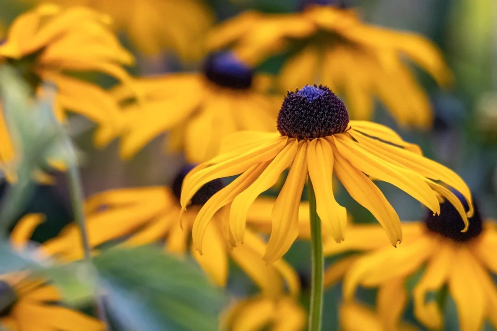 Remèdes Quotidiens : La Plateforme Référence pour le Bien-Être Naturel